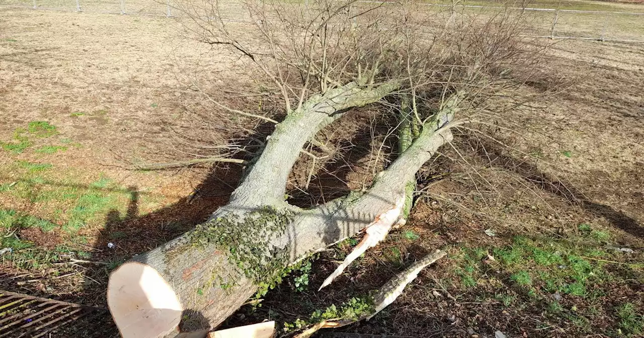 Developers bat off tree felling protests deeming work 'essential'