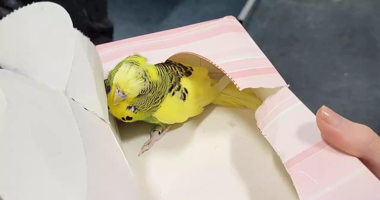 Police appeal as budgie 'detained' at station