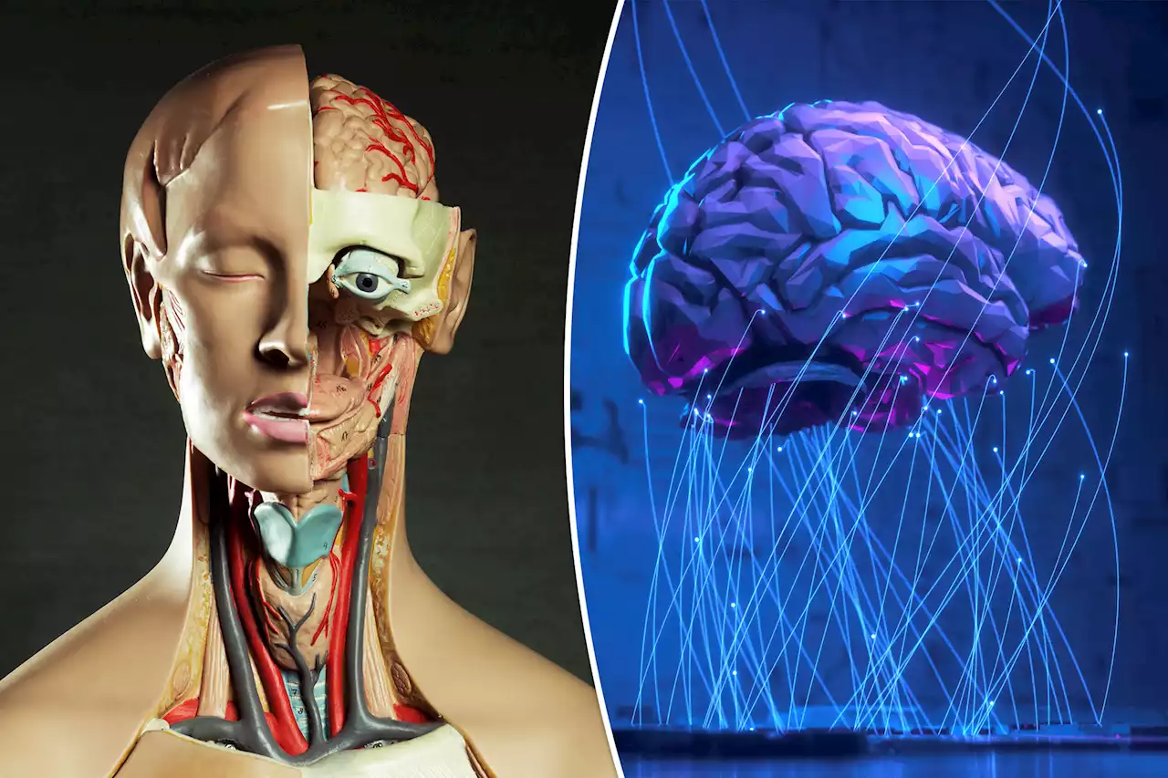 Scientists aim to create AI from human brain cells: ‘New frontier’