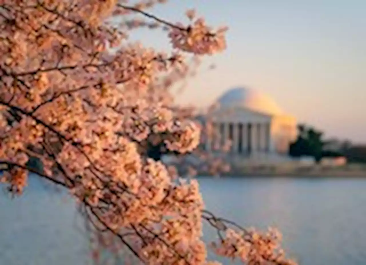 When will cherry blossoms hit peak bloom? We predict late March.