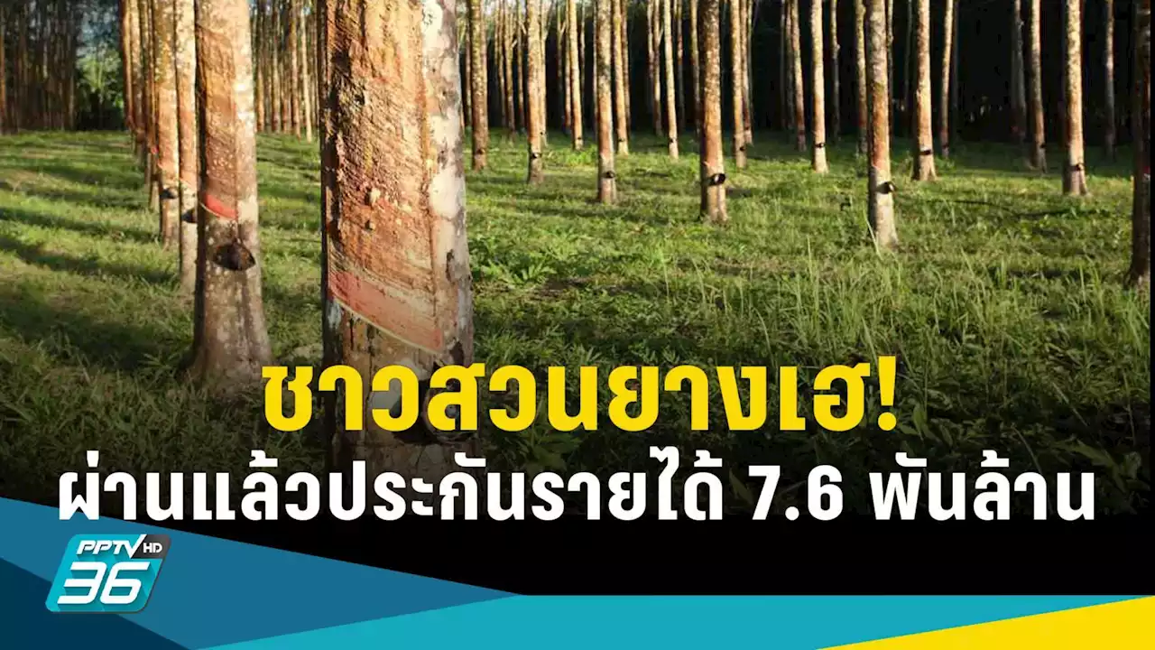 ครม.อนุมัติแล้ว! ประกันรายได้ชาวสวนยาง เฟส 4 วงเงิน 7.6 พันล้านบาท