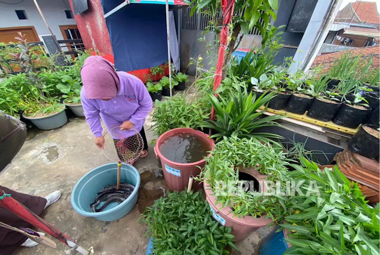 Cegah |em|Stunting|/em|, Hasil Budikdamber di Bandung Dibagikan kepada Para Ibu |Republika Online