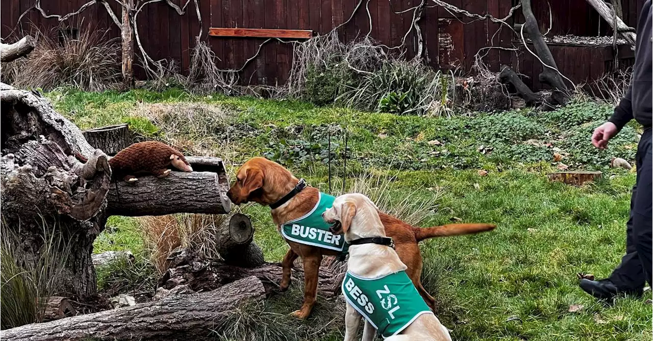 London dogs head to Thailand to sniff out pangolin smugglers