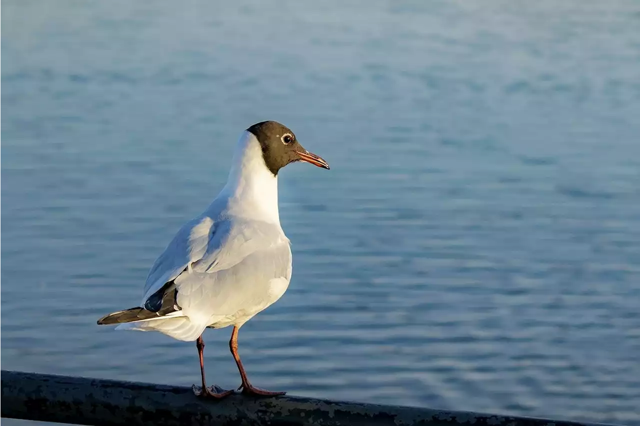 Vogelgrippe-Fälle in Waadt und Basel-Land - Schweizer Bauer