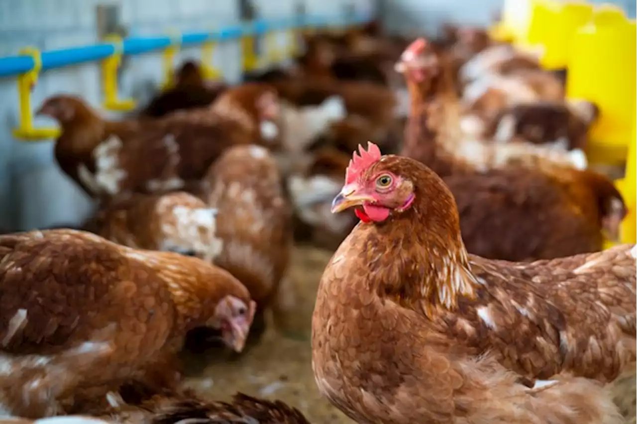 Flu Burung Terindikasi Sudah Menyebar di 5 Kabupaten/Kota di Kalimantan Selatan