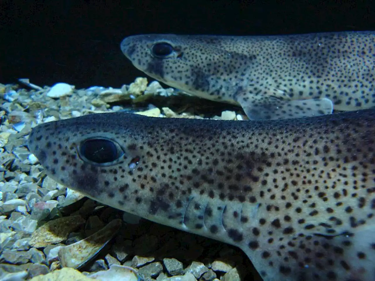 Les restes d’un homme porté disparu retrouvés dans l’estomac d’un requin en Argentine