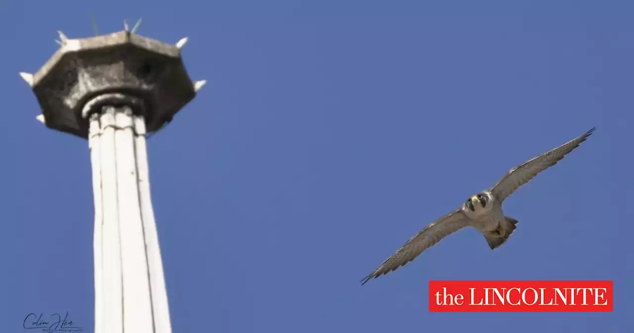 New female peregrine falcon woos onlookers at Lincoln Cathedral