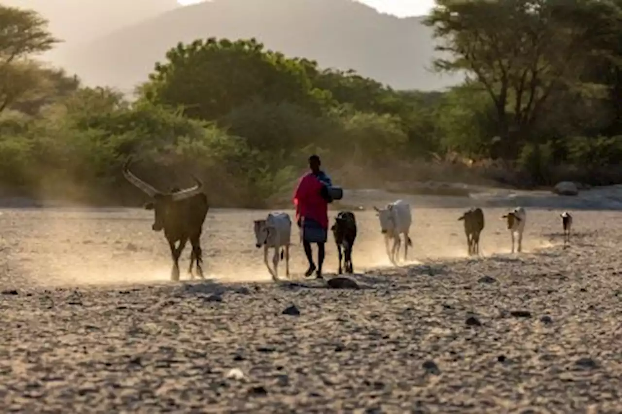 Horn of Africa drought could be worse than 2011 famine experts warn