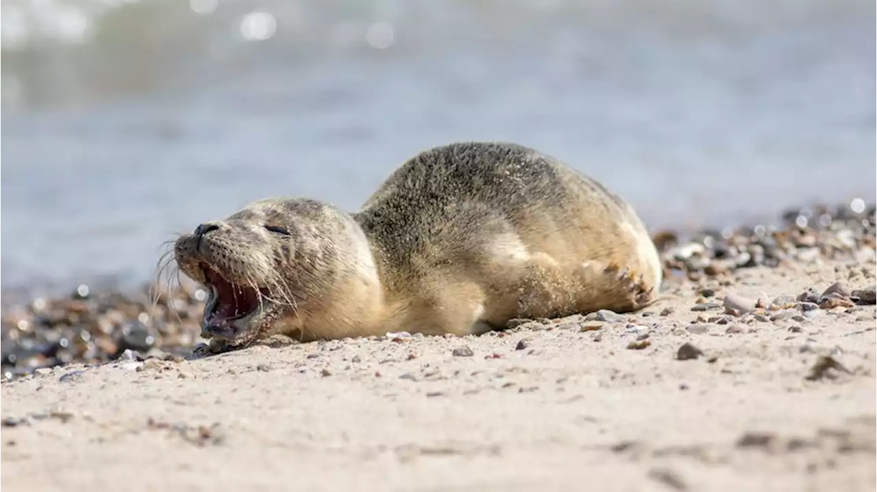 Gute Nachrichten: Rund 1000 Kegelrobben-Babys auf Helgoland geboren