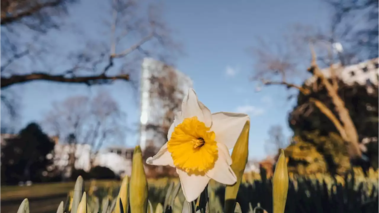 Wetter in Deutschland: Frühling in Sicht? So startet der März