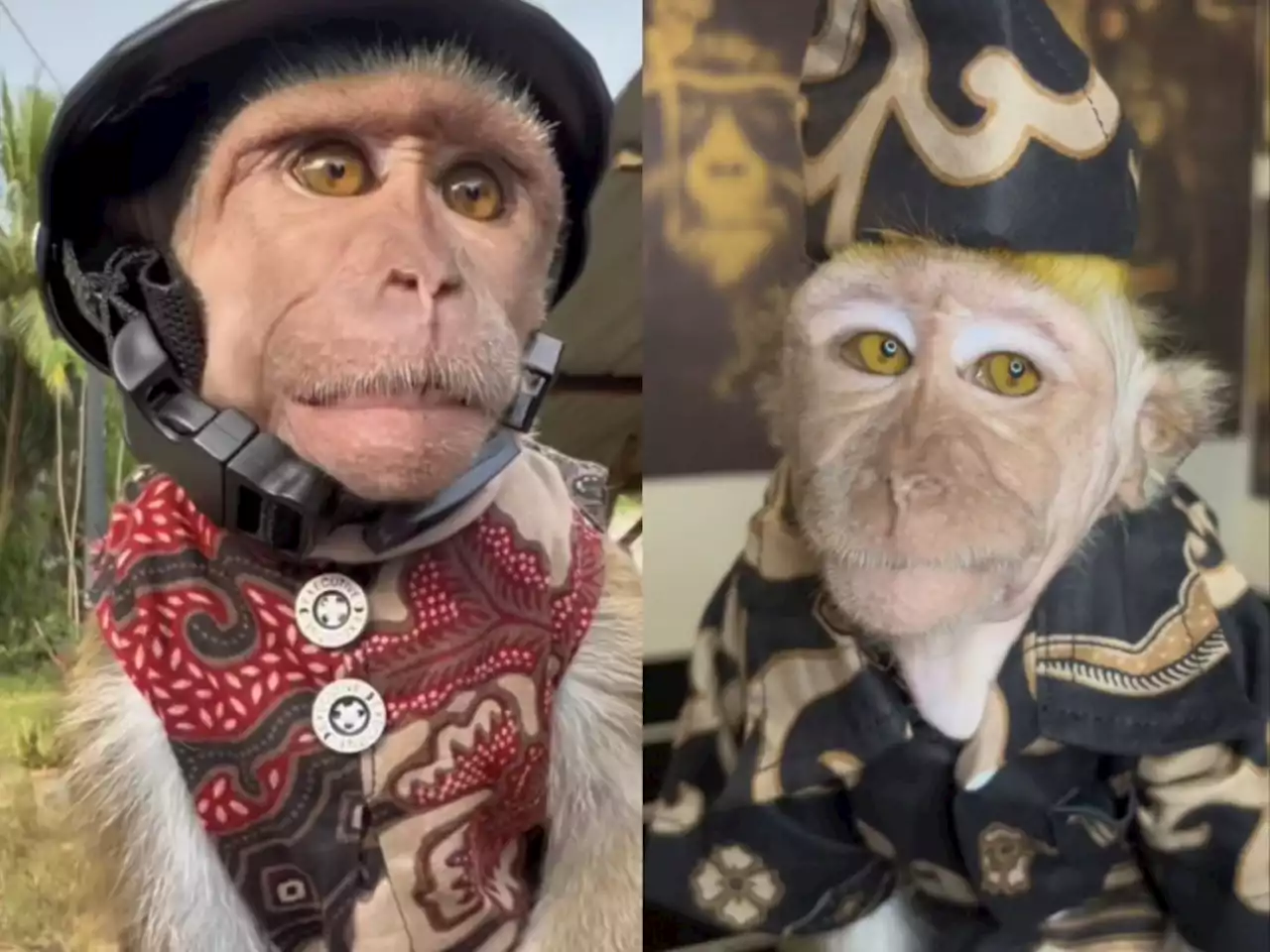 Johor man loves dressing up his rescued monkey in various outfits, gains popularity online (VIDEO)