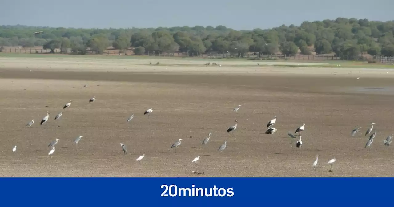 Alerta en Doñana: la reproducción de sus aves sufre una regresión 'sin precedentes'