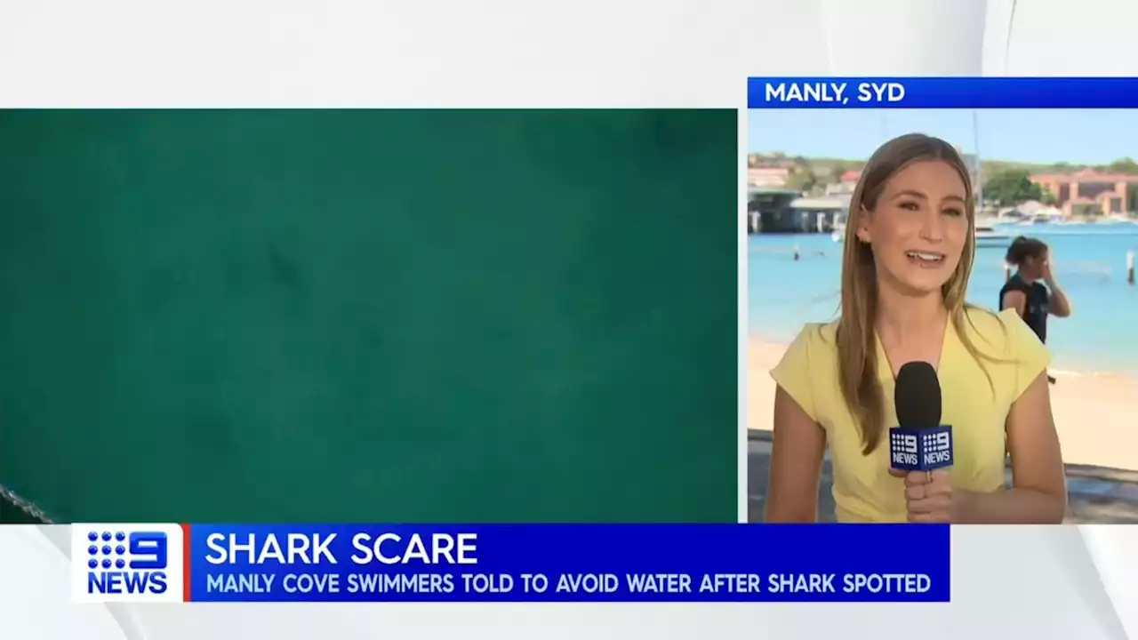 Shark spotted inside beach nets at popular Sydney swimming spot