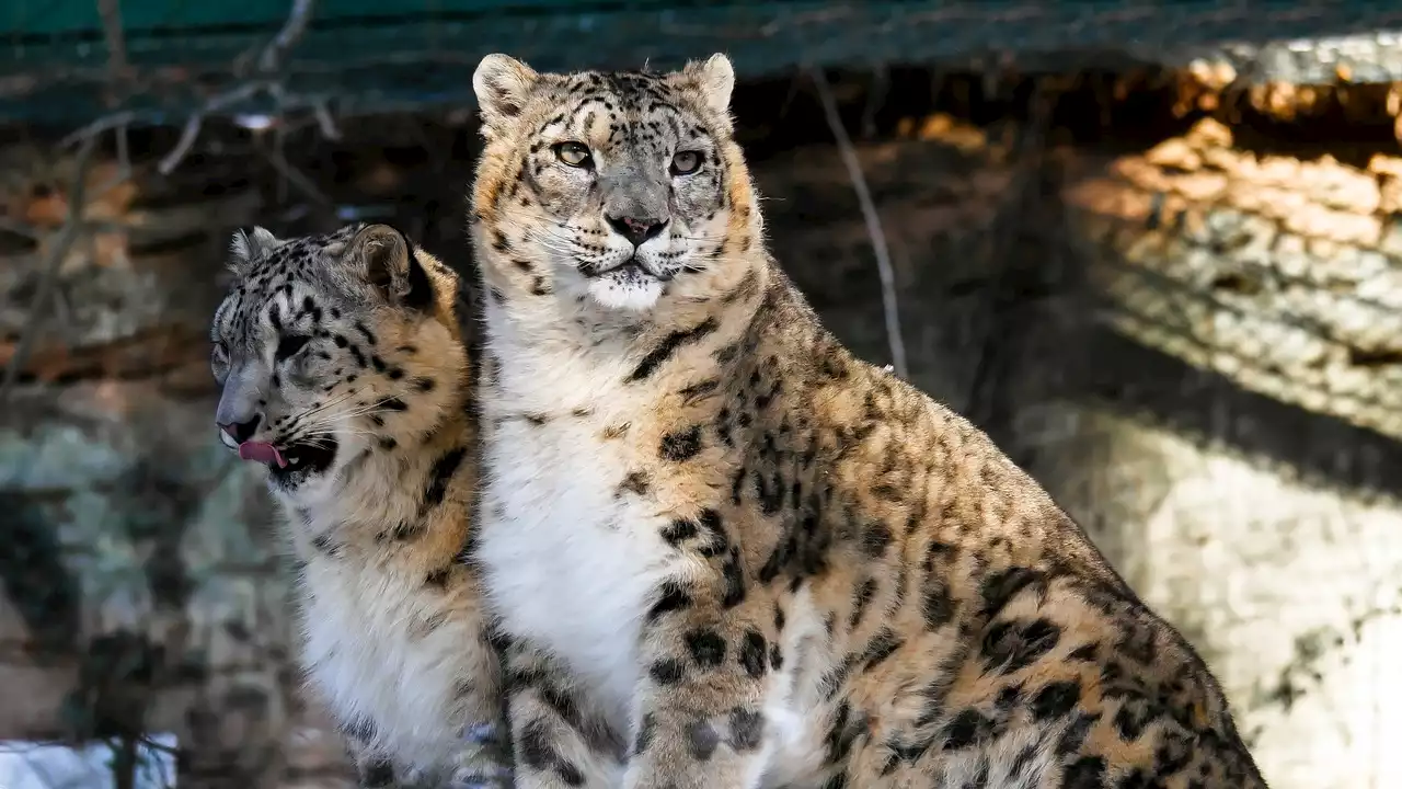 Desaparecen misteriosamente varios animales en un zoo de Dallas: ¿Qué está ocurriendo?