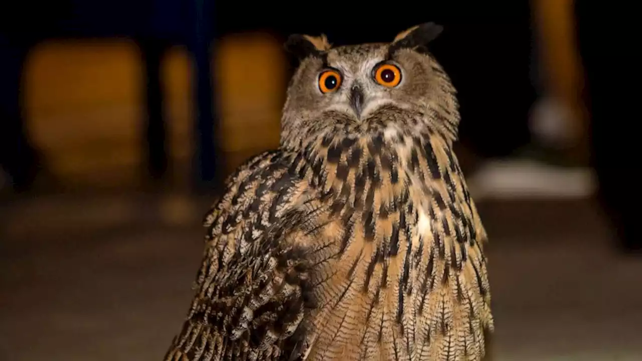 Central Park Zoo owl on the loose after exhibit vandalized, zoo says