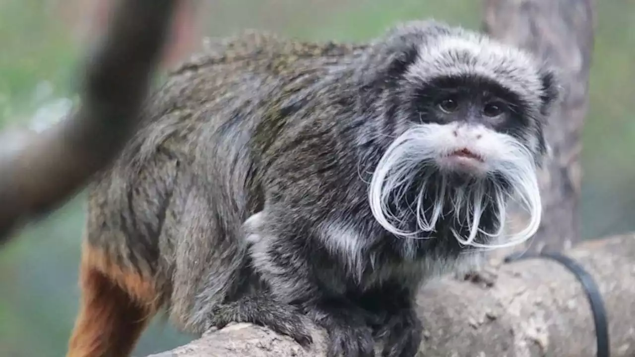 Man arrested in connection with monkeys stolen from Dallas Zoo: Police