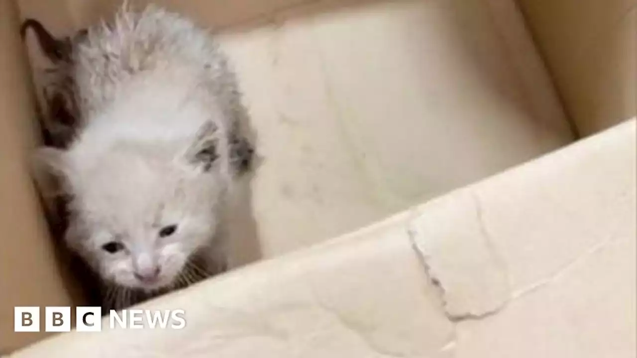 Tiny kitten saved from Hartlepool recycling plant picking line