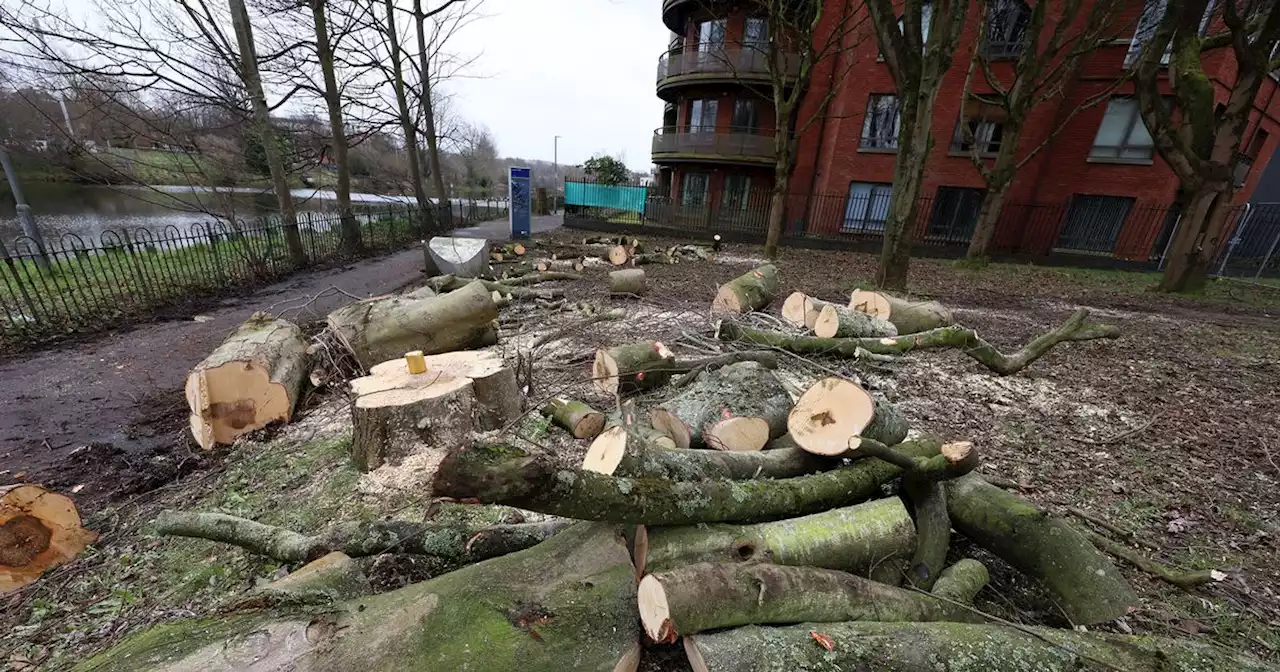 Belfast Council could press Stormont to stop felling trees 'with impunity'