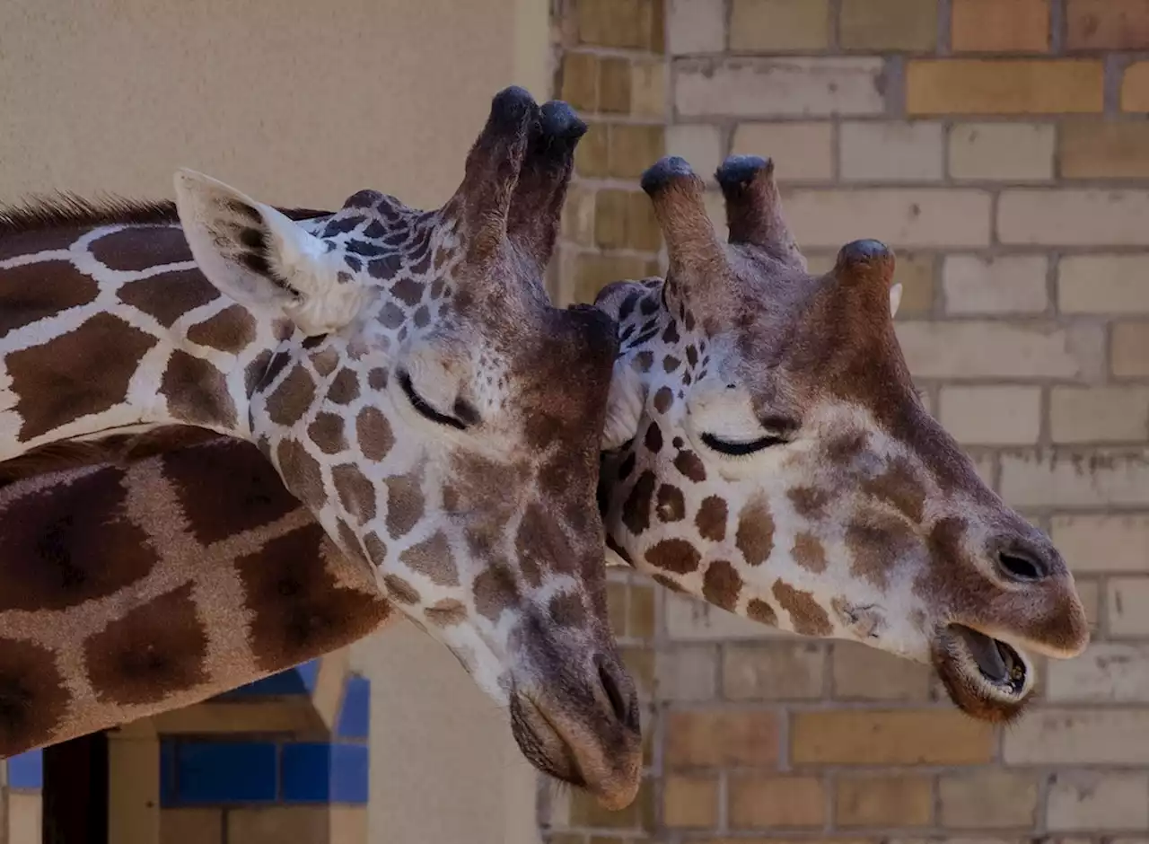 Berliner Zoo und Tierpark: Besucher können bald Giraffen streicheln