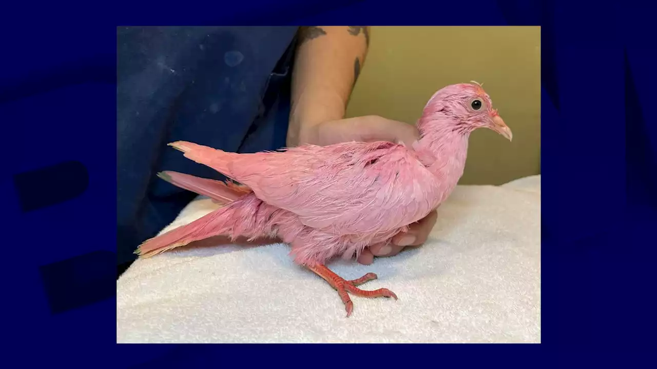 Un pigeon teint en rose retrouvé affamé à New York, la piste d'un 'gender reveal' privilégiée