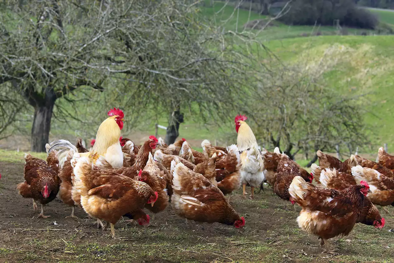 Geflügelpest: Folgen für Freilandhalter und Tiere