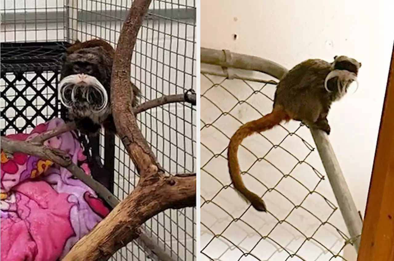 A Man Suspected Of Stealing Two Monkeys From The Dallas Zoo Has Been Arrested