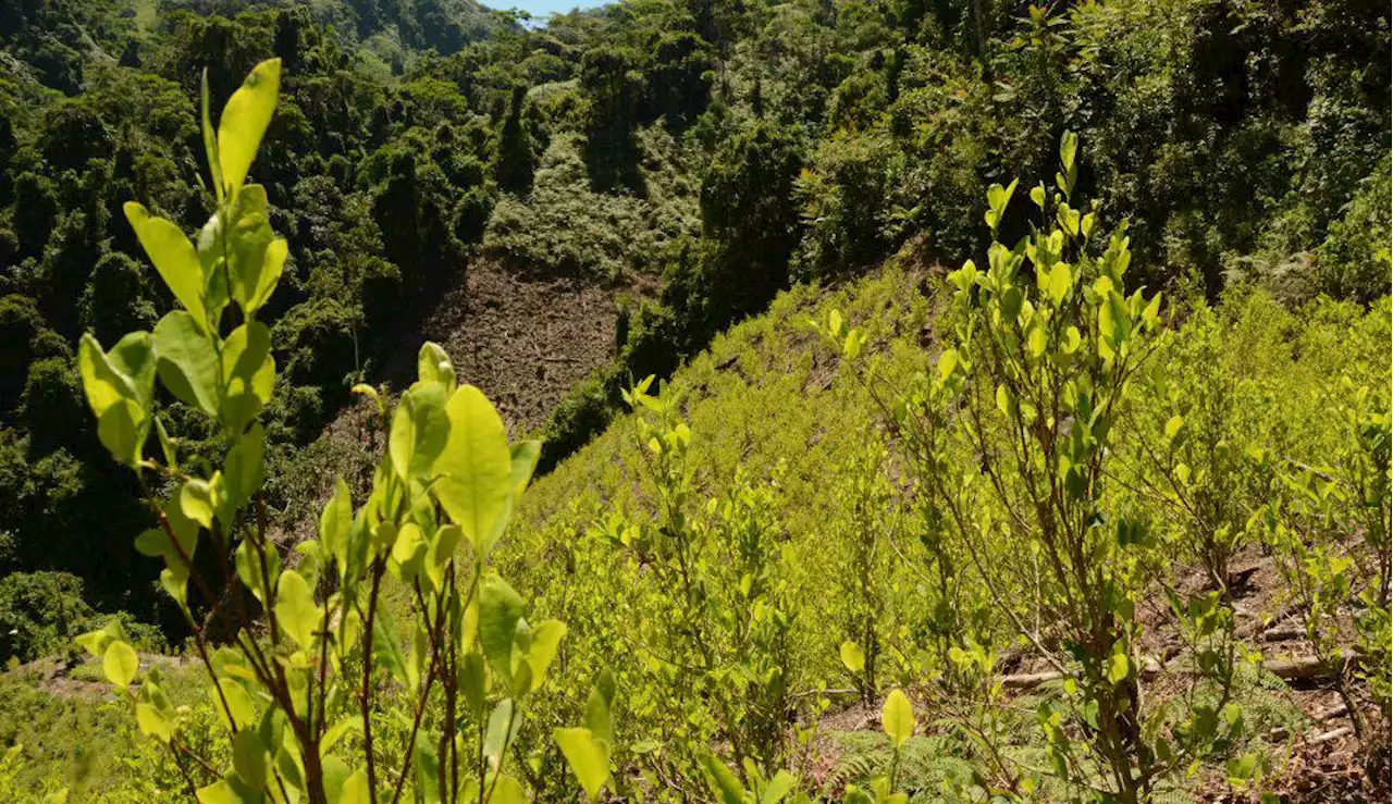 En Urabá los cultivos de coca pasaron de 600 hectáreas a 2.400