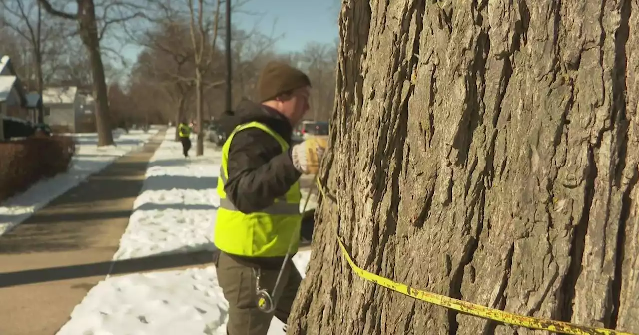 Evanston aims to maintain health of its more than 30,000 trees