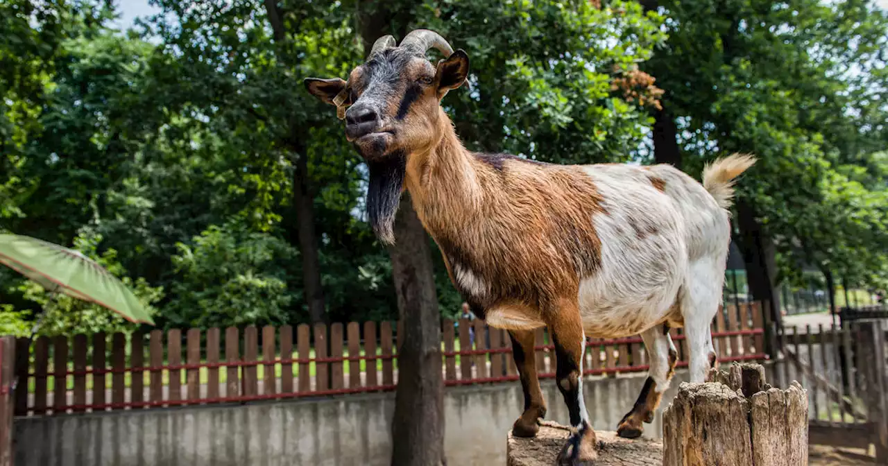 Zoo director 'slaughtered and cooked' 4 pygmy goats for holiday party, Mexican authorities say