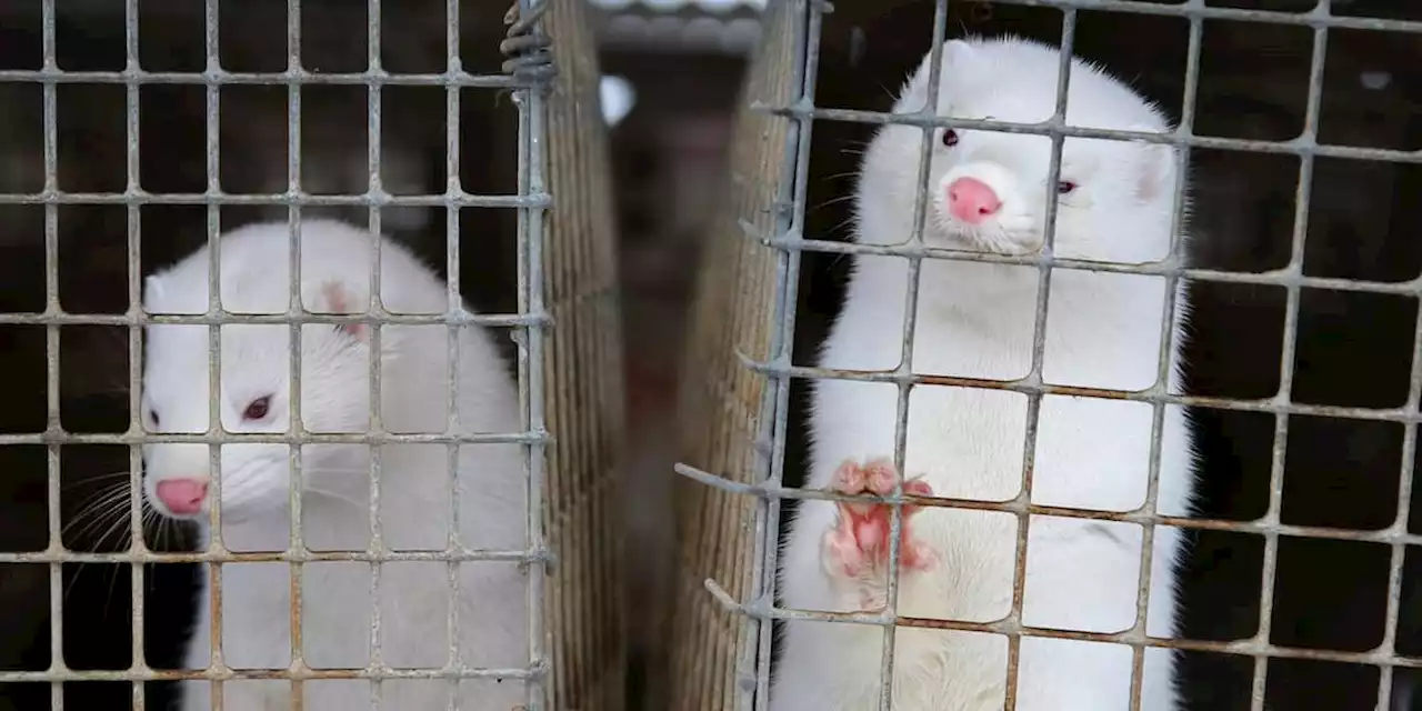 Vogelgrippe-Ausbruch bei Nerzen – so gefährlich ist sie für Menschen