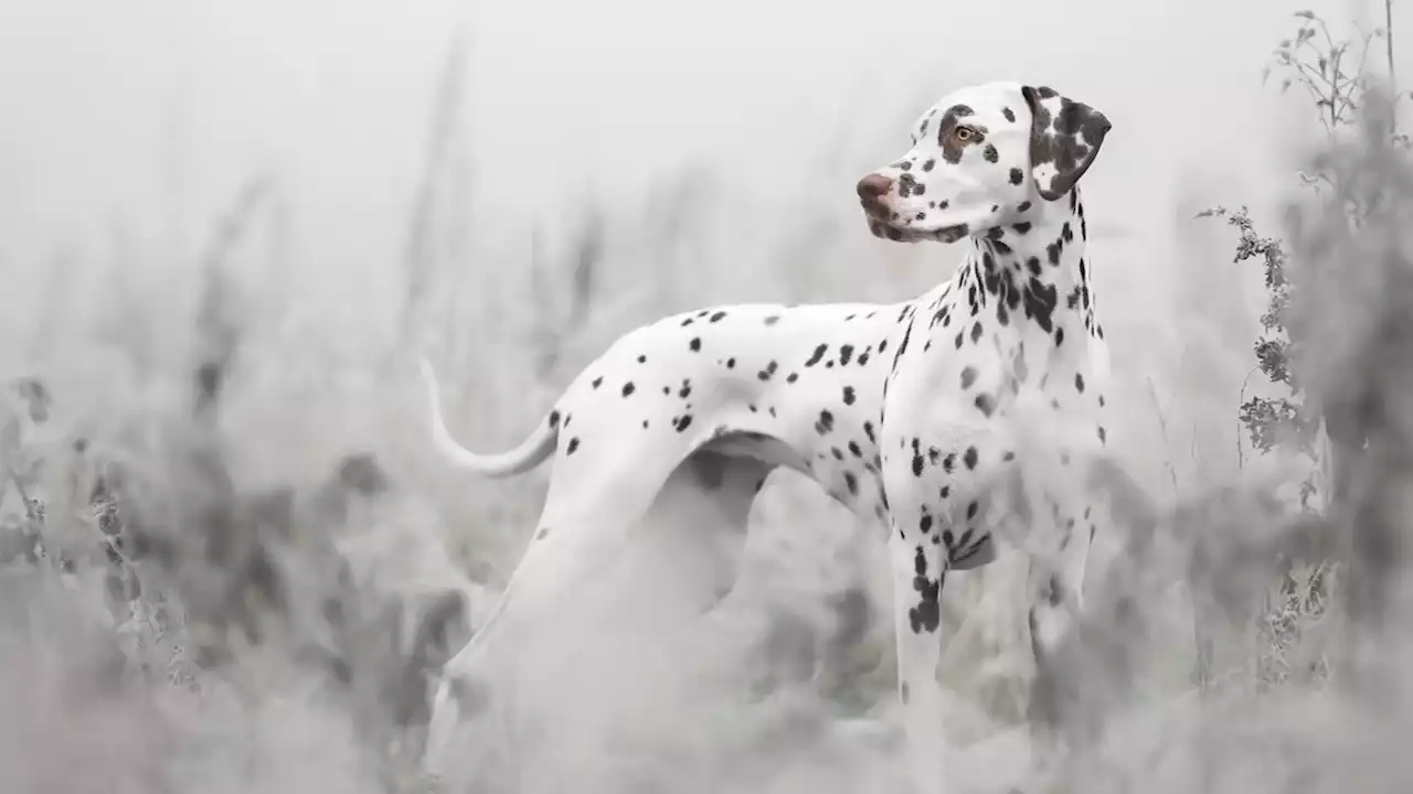 En imágenes, las ganadoras del concurso internacional de Fotografía de Perros 2022