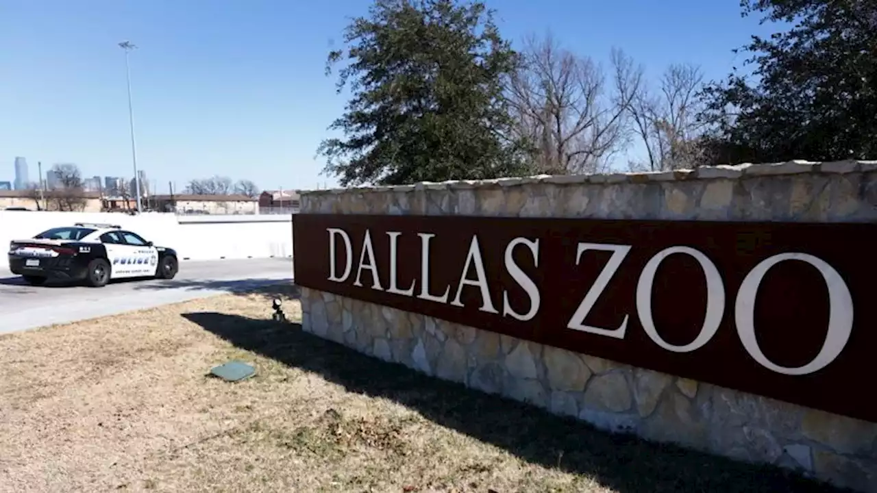 Suspect arrested in case of tamarin monkeys missing from Dallas Zoo, police say | CNN