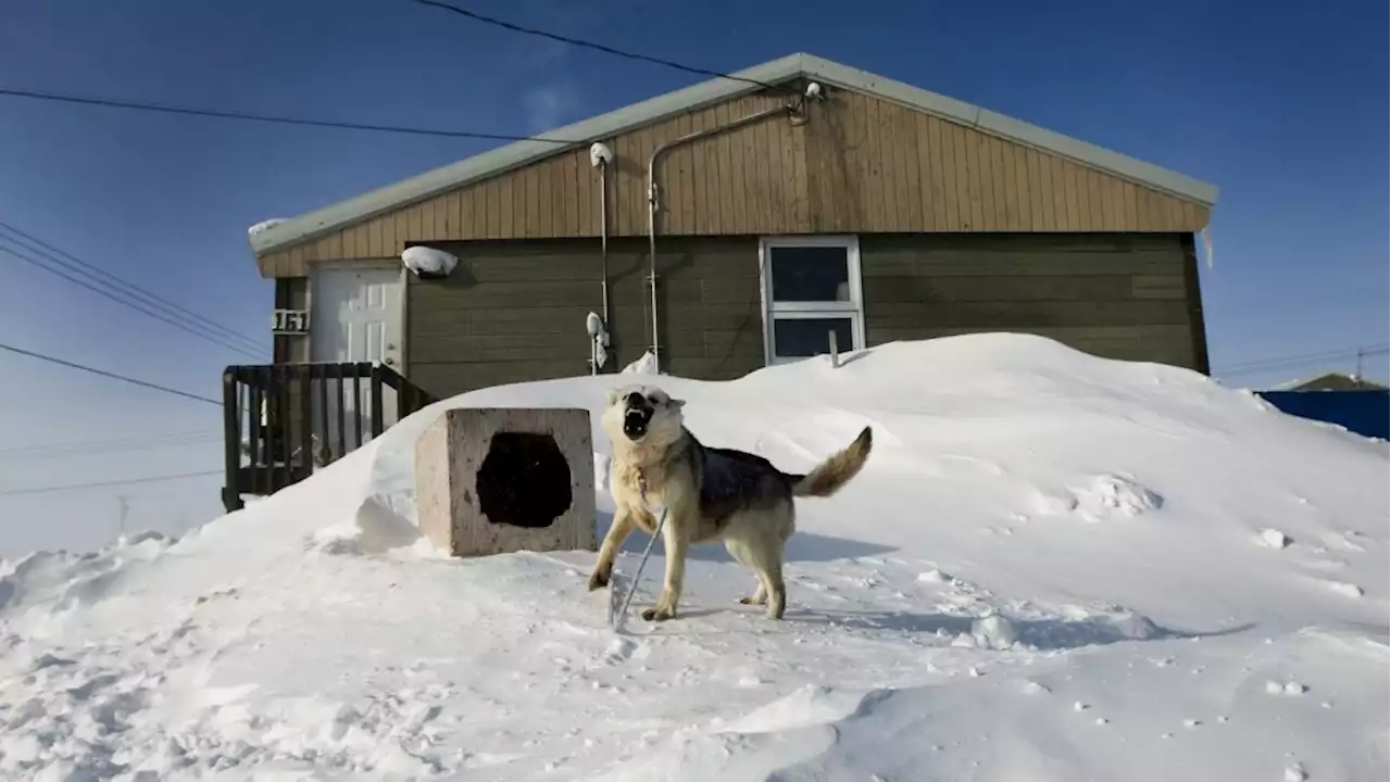 Growing dog populations an issue in some remote communities, shelters under pressure