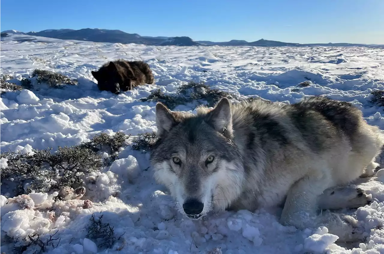 Colorado wildlife officials recapture two wolves, fit them with tracking collars