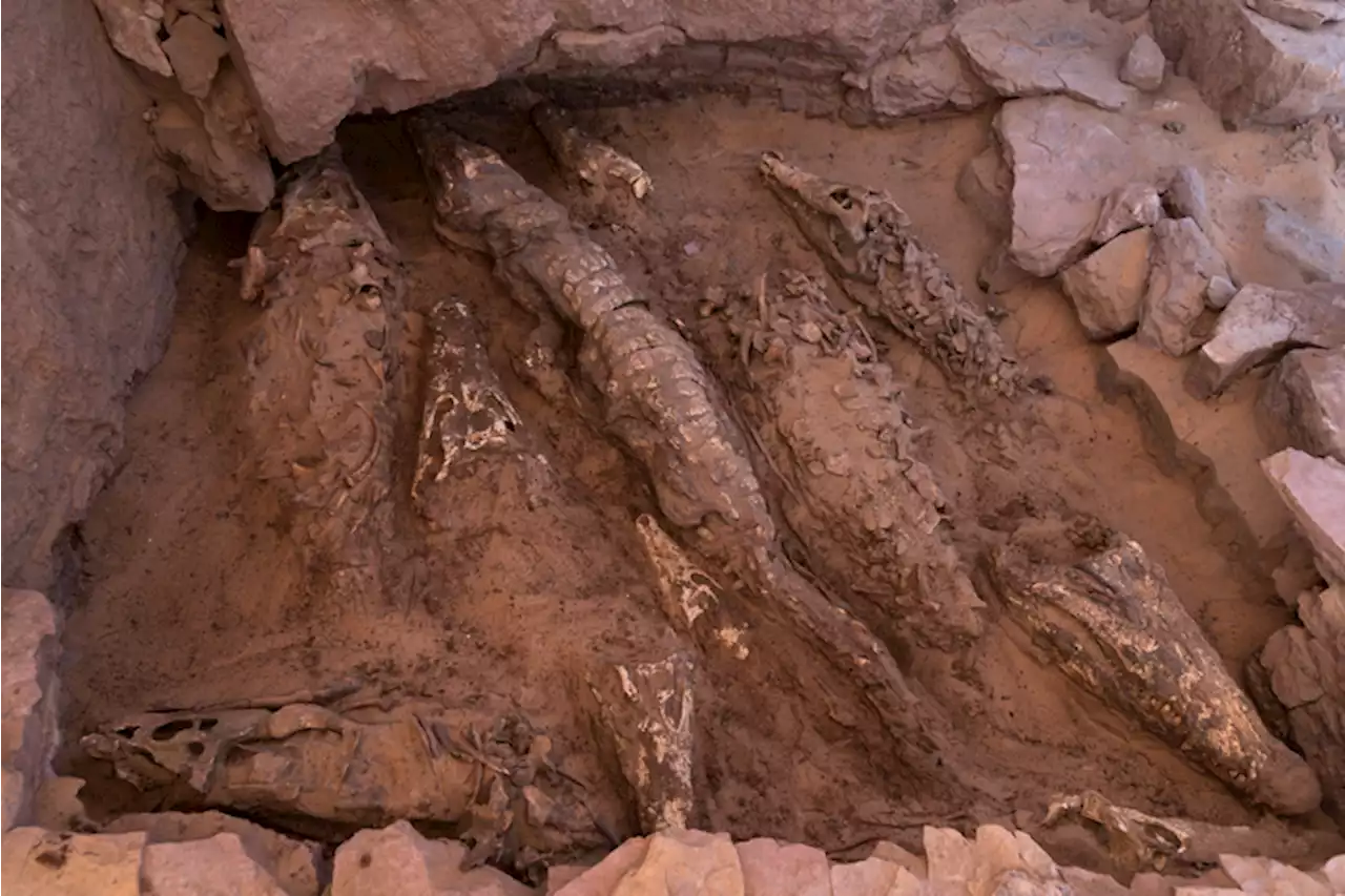 This Tomb Contains 10 Mummified Crocodiles From 2,500 Years Ago