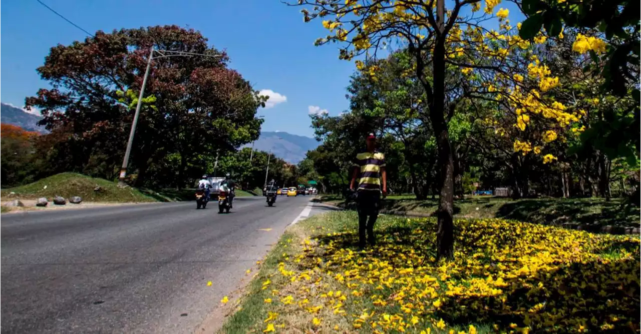 Conozca las flores que llenan de colores a Medellín