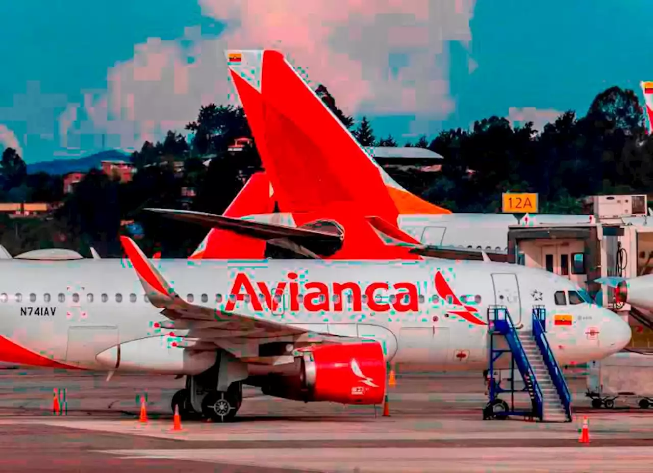 Si va a viajar con su peludo: esta es la nueva política de mascotas de Avianca