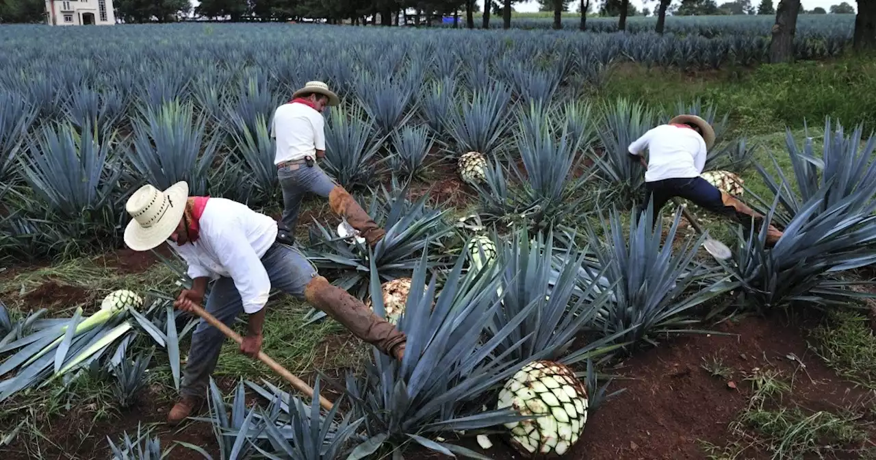 Consejo Regulador del Tequila representará a asociaciones que integran la Alianza Empresarial por el Clima