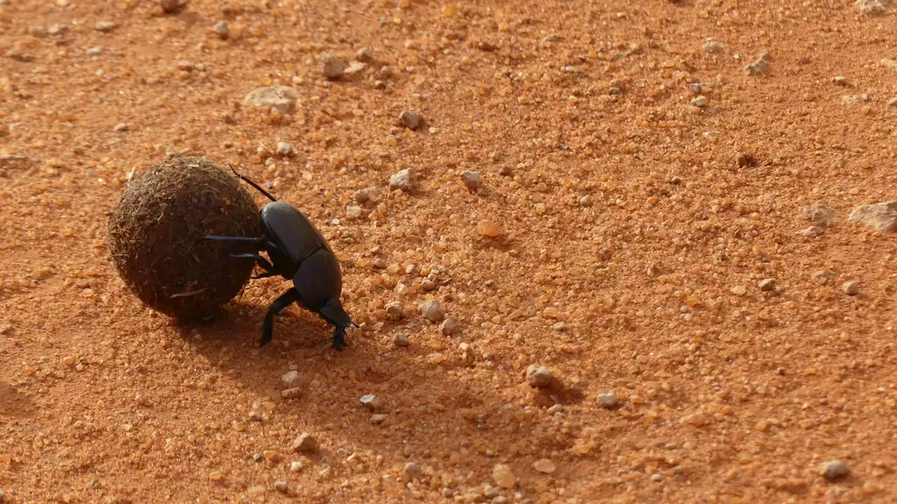 De la granja a la mesa: la UE autoriza comercialización de nuevo insecto