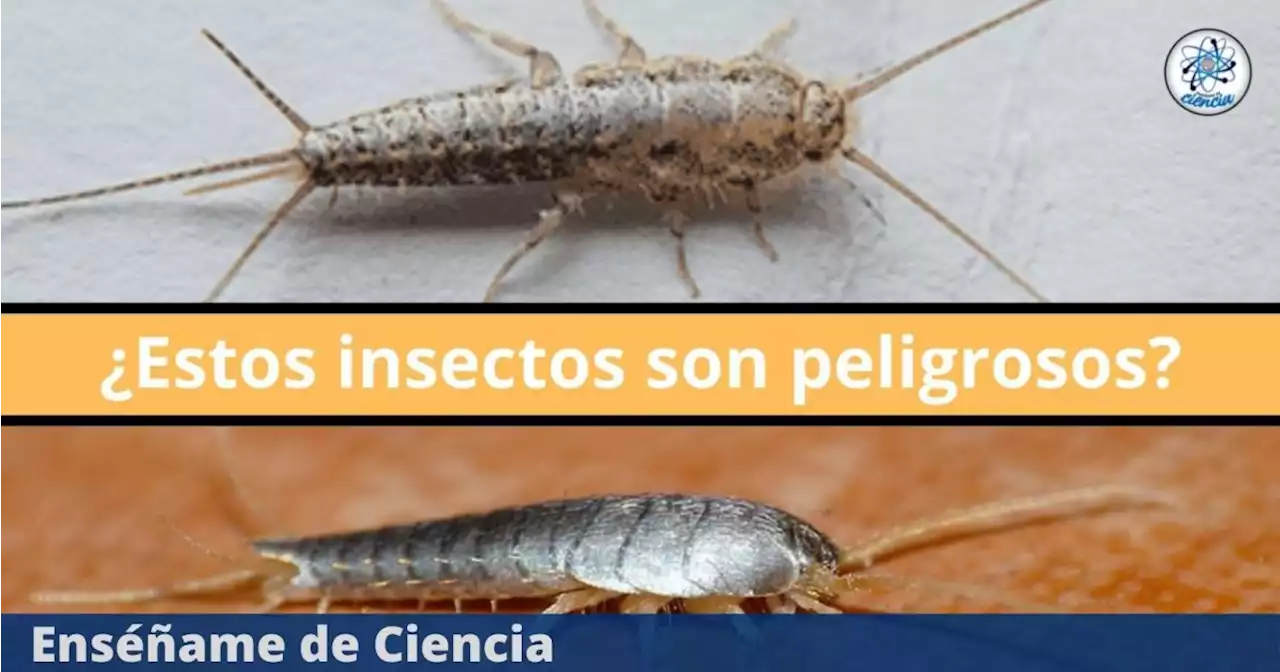 Si los pececillos de plata no son peligrosos para los humanos, ¿por qué se recomienda evitarlos?