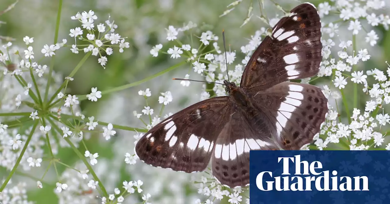 UK butterflies vanish from nearly half of the places they once flew – study