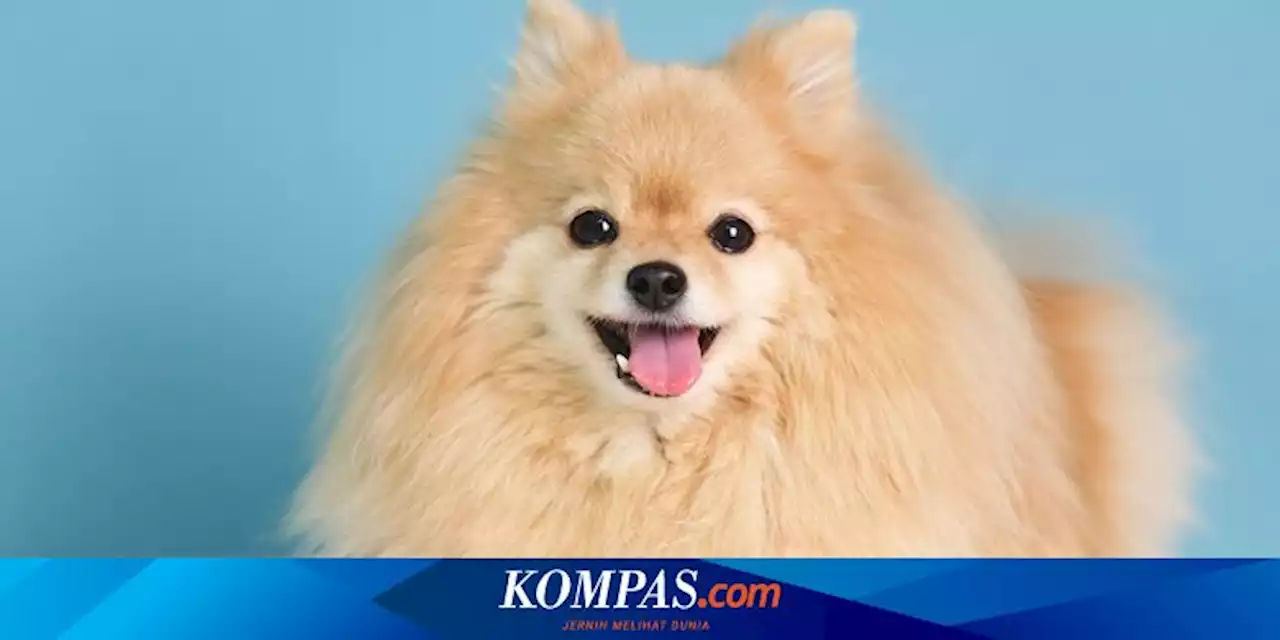 Bikin Gemas, Ini 5 Cara Melatih Anjing Peliharaan Tersenyum