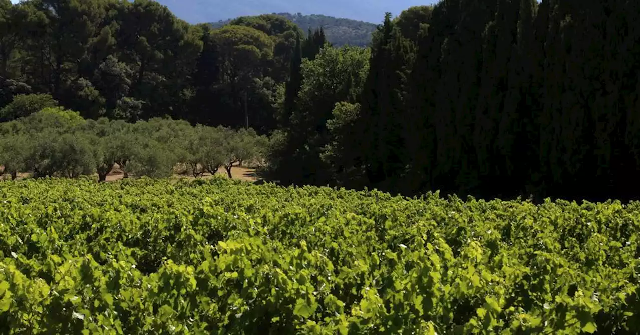 Oenotourisme : Provence, ce nom 'bien gardé' qu'il ne faut plus utiliser