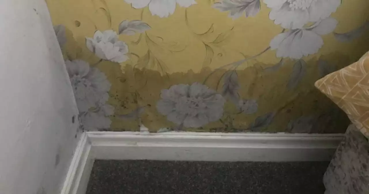 Mum's six-year battle to escape mould-ravaged home with soaking wet beds