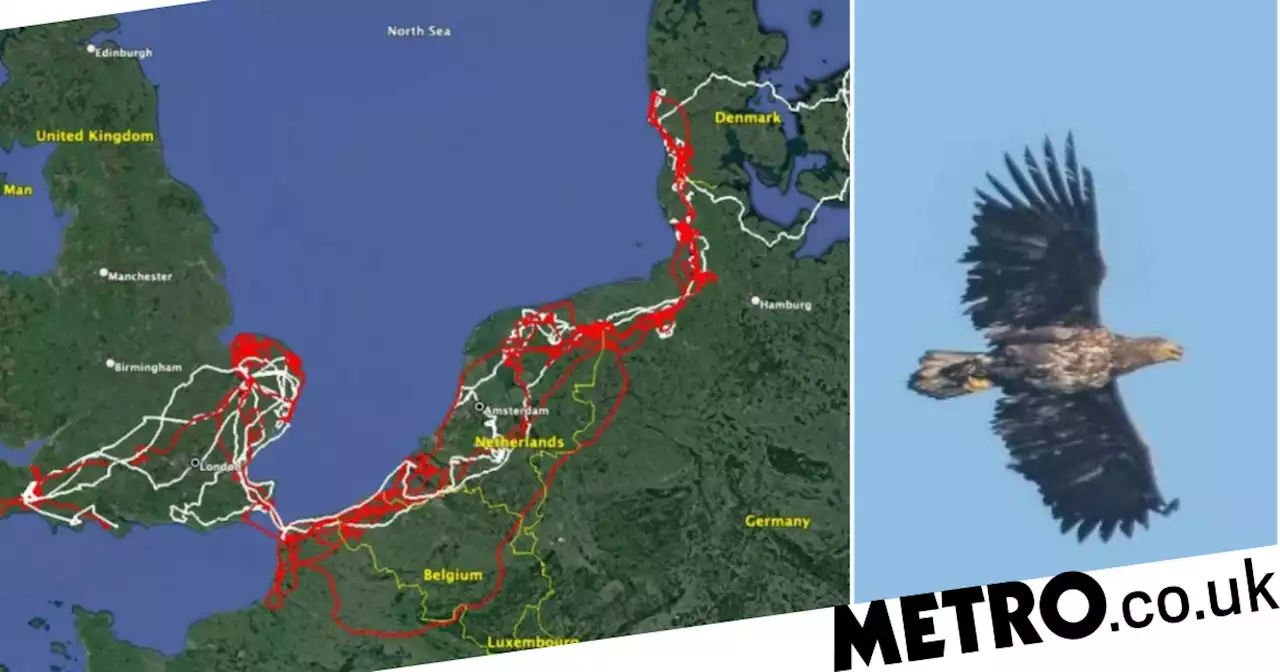 This is what a sea eagle's two year and 10,000 mile journey looks like