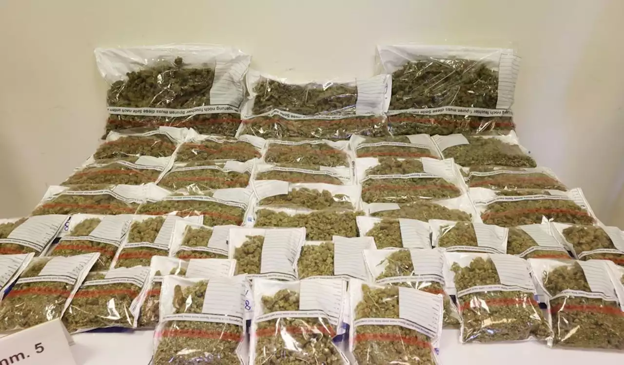 Polizei stellt knapp 100 Kilo Marihuana sicher – zwei Festnahmen