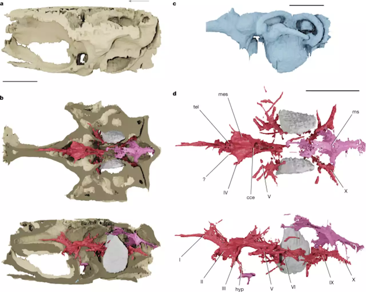 Exceptional fossil preservation and evolution of the ray-finned fish brain - Nature