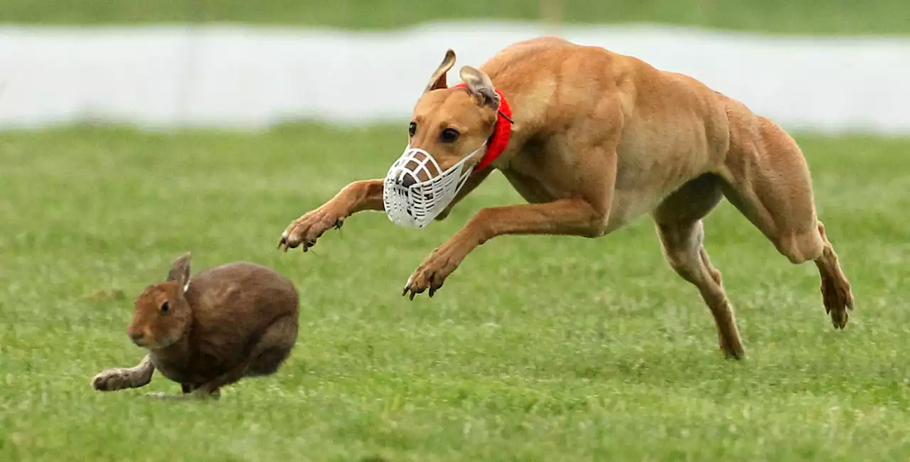 Ban 'downright cruel' hare coursing - Irish Council Against Blood Sports