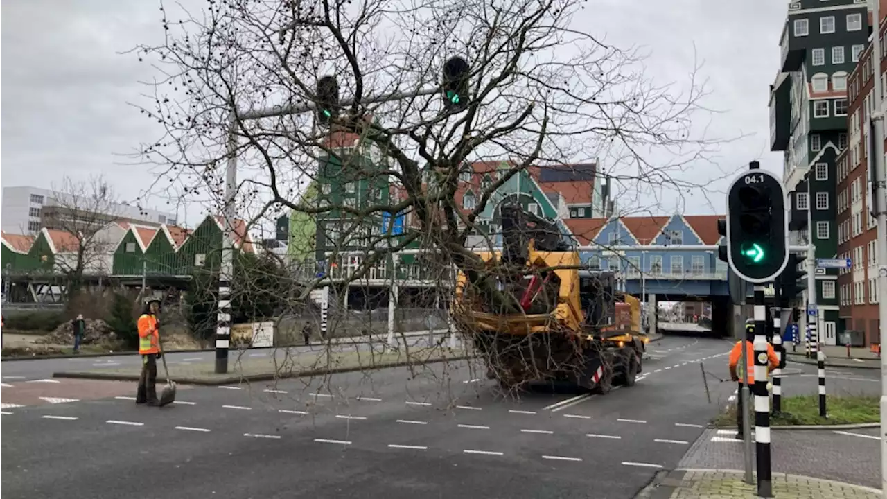 Platanen bij station Zaandam verplaatst dankzij inzameling: 'Ze hebben wel stress van het verplanten'