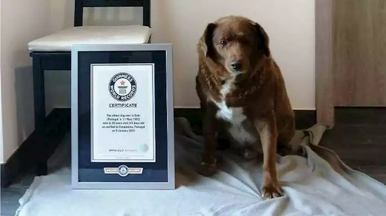 A Portuguese pooch that was almost killed at birth has become the world's oldest dog